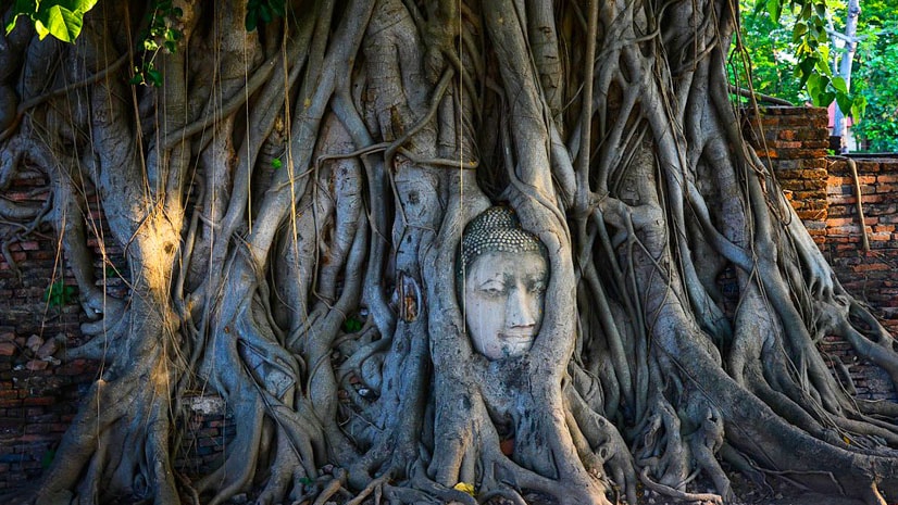 Buddha Head in Bodhi Tree Roots Buddha Head in Bodhi Tree Roots