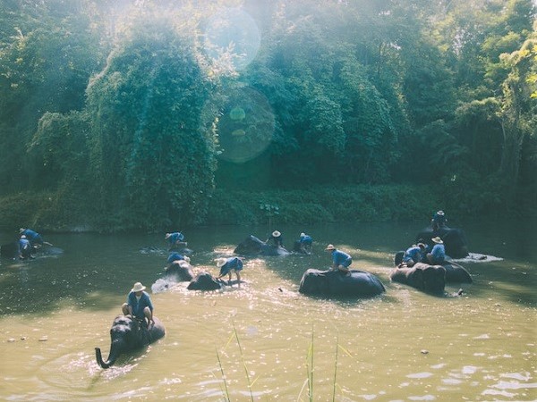 Bathing with Elephants at Elephant Nature Park