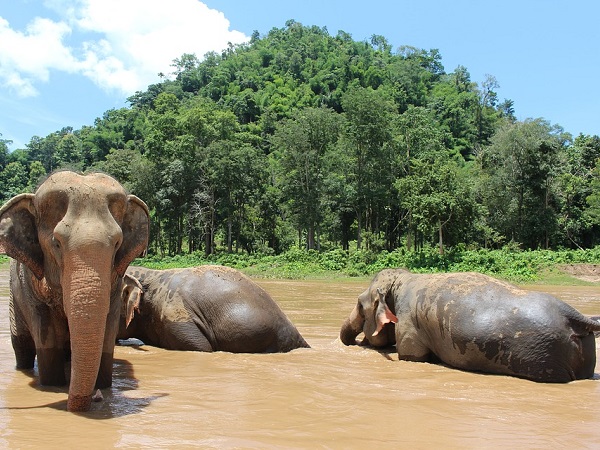 Elephant Nature Park in Chiang Mai, Thailand