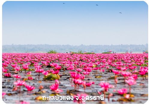 ทะเลบัวแดง จ.อุดรธานี